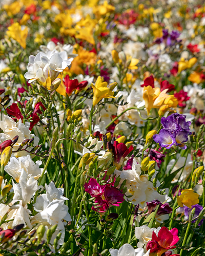 FRÉZIA SINGLE MIX 100 ks